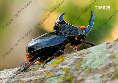 Black Pan Beetle (Enema pan)